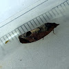 Leaf Roller Moth