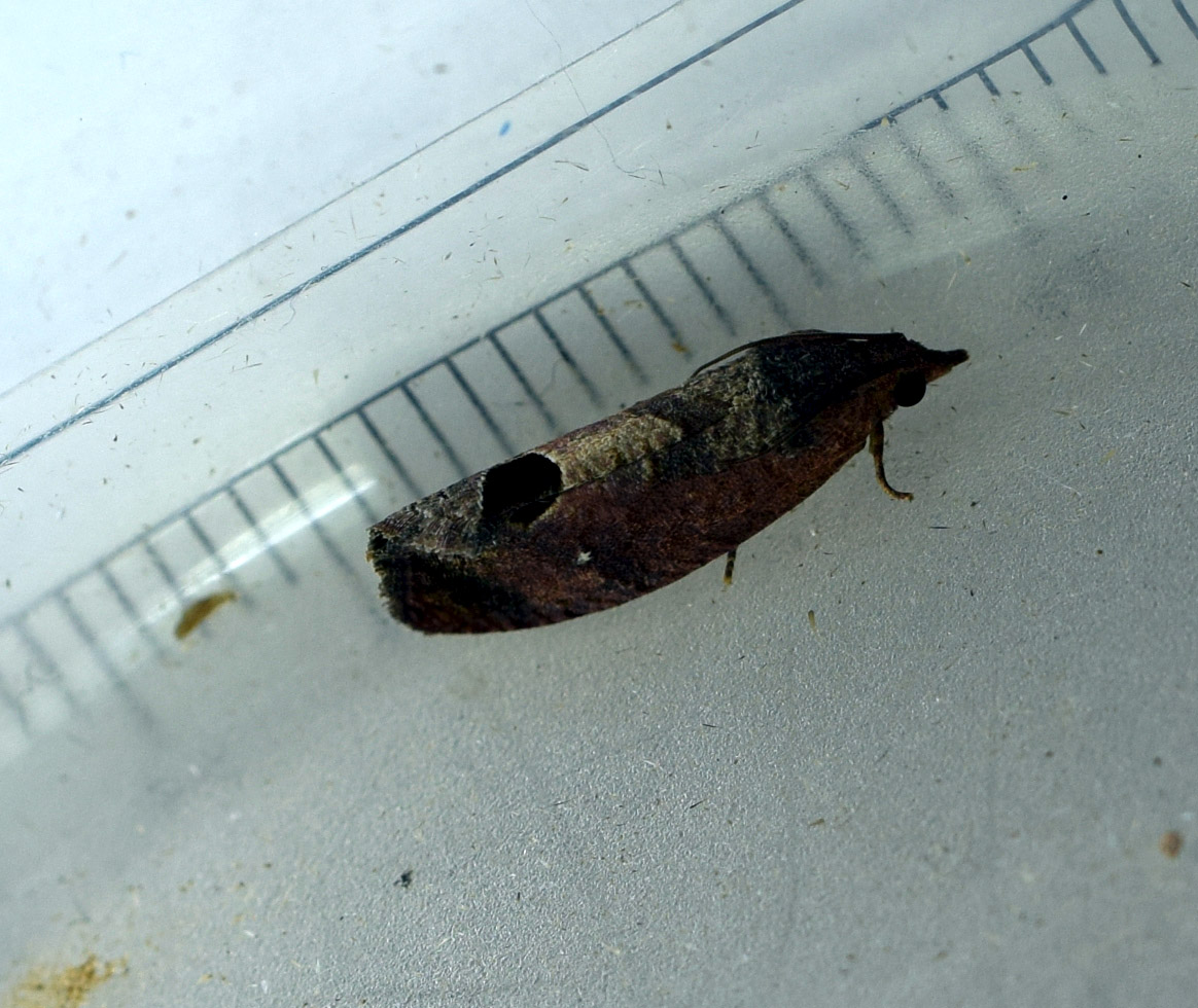 Leaf Roller Moth