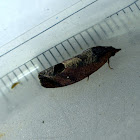 Leaf Roller Moth