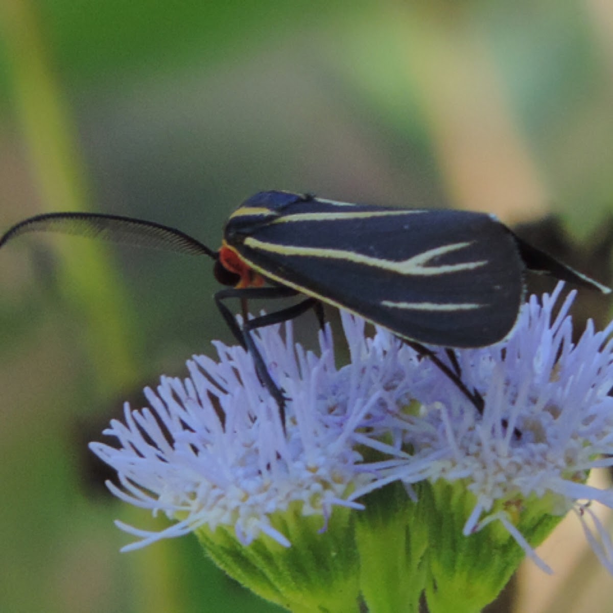 Veined Ctenucha