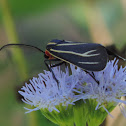 Veined Ctenucha