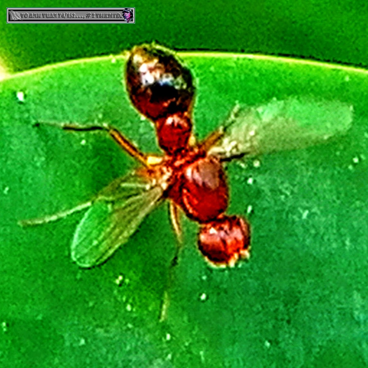 Brown scavenger fly