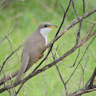 Yellow-billed cuckoo