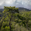 Coihue