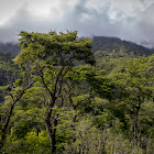 Coihue