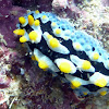 Black-Spotted Sea Cucumber