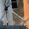 Black Widow Spider