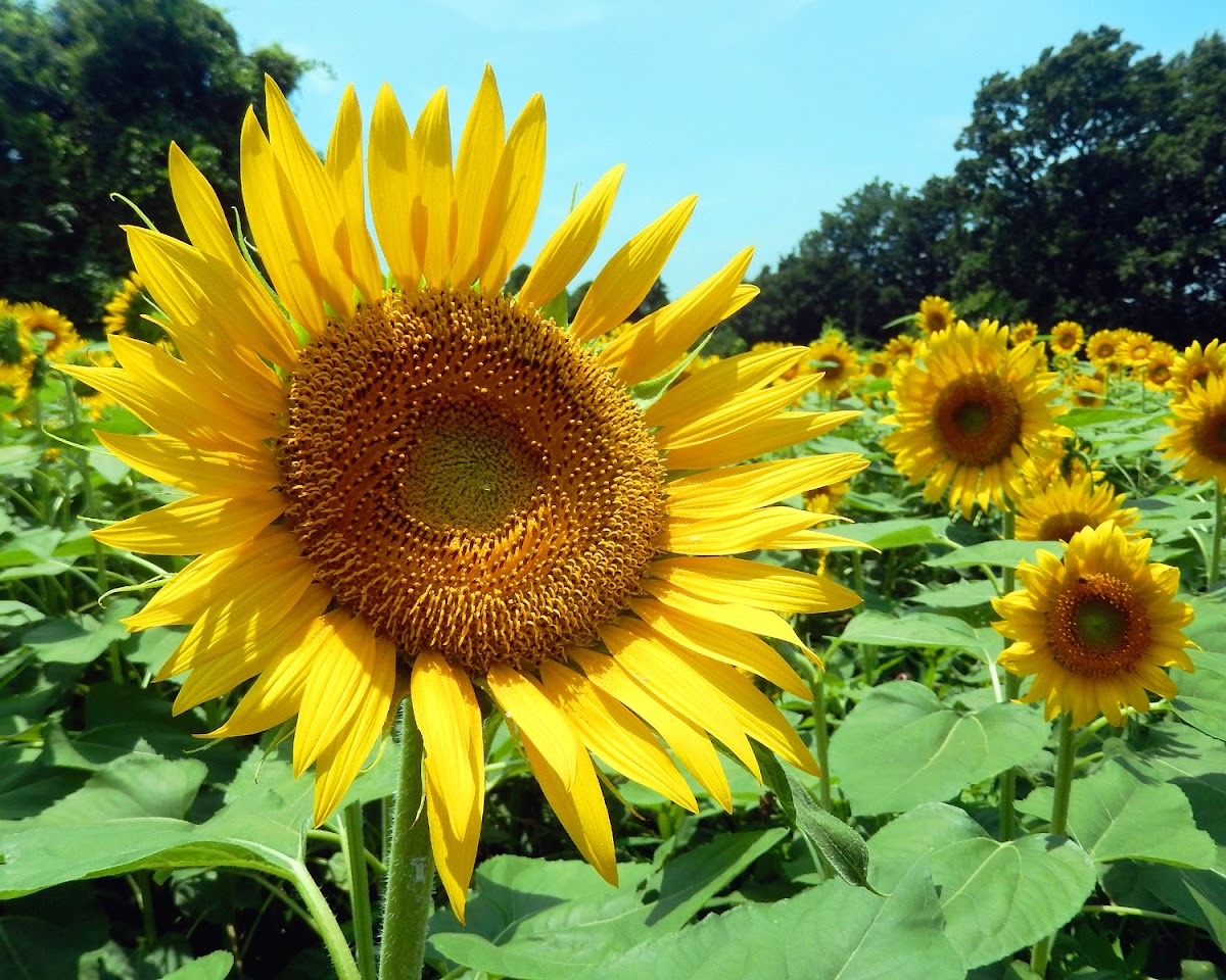 Himawari Sunflower