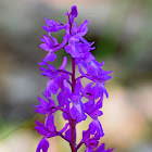 Early Purple Orchid