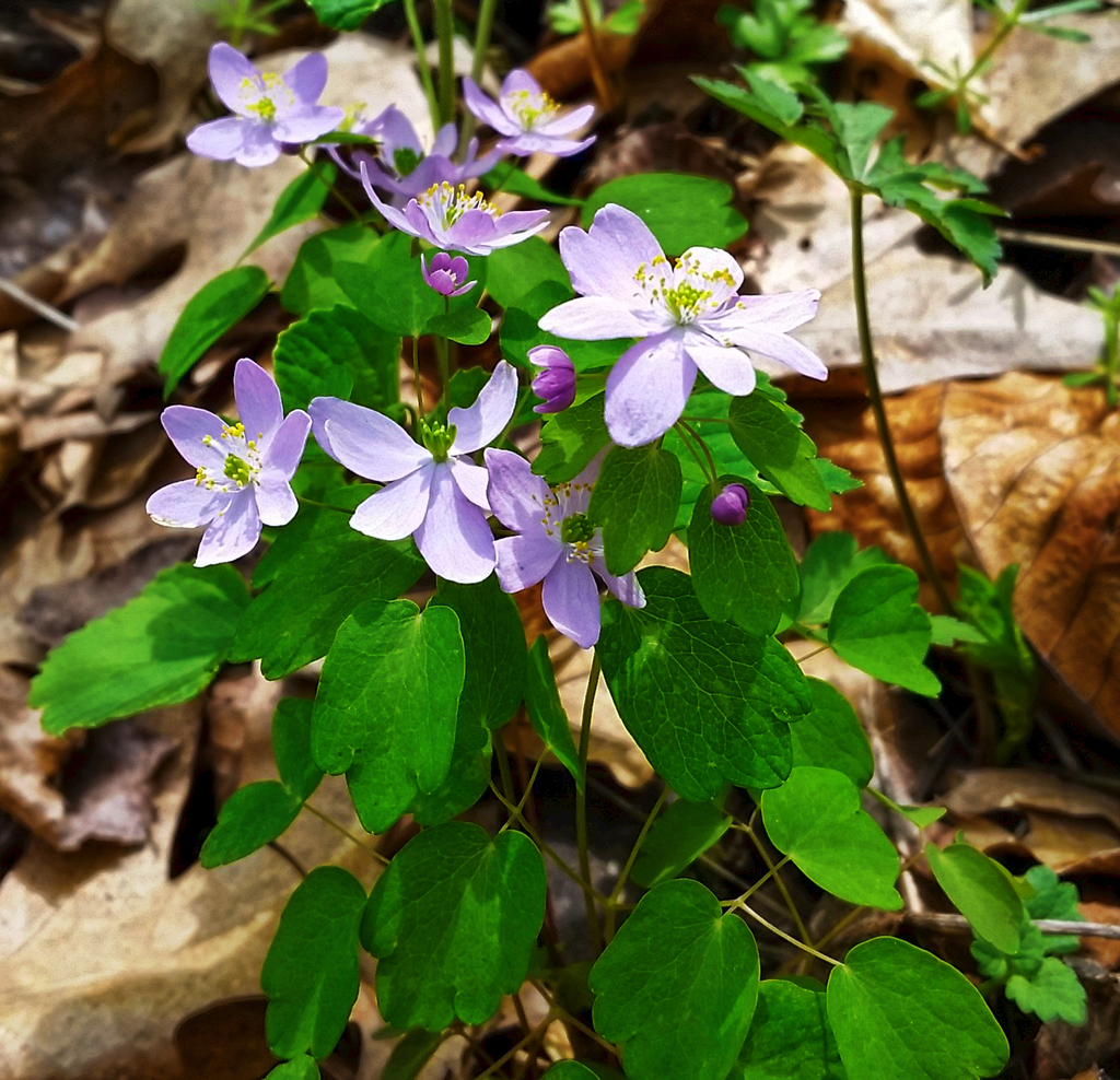 False Rue Anemone