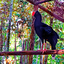 Mutum-cavalo (Razor-billed Curassow)