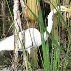 Great Egret