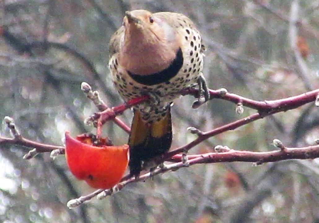 Yellow Shafted Flicker[female]