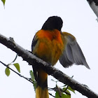 Baltimore Oriole