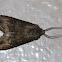 Moth