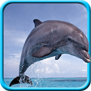 Dolphin Live Wallpaper  Icon