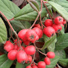 Milkflower Cotoneaster