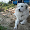 Great Pyrenees