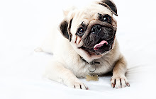 Pugs Wallpaper for New Tab small promo image