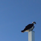 Osprey