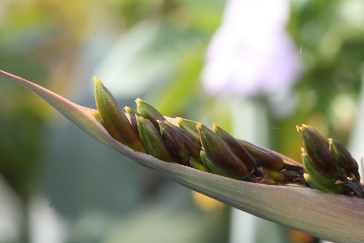 Mountain Flax flower bud