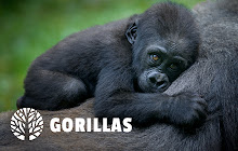 Gorilla HD Wallpaper New Tab Theme small promo image