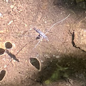 common water strider