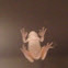 Tree frog