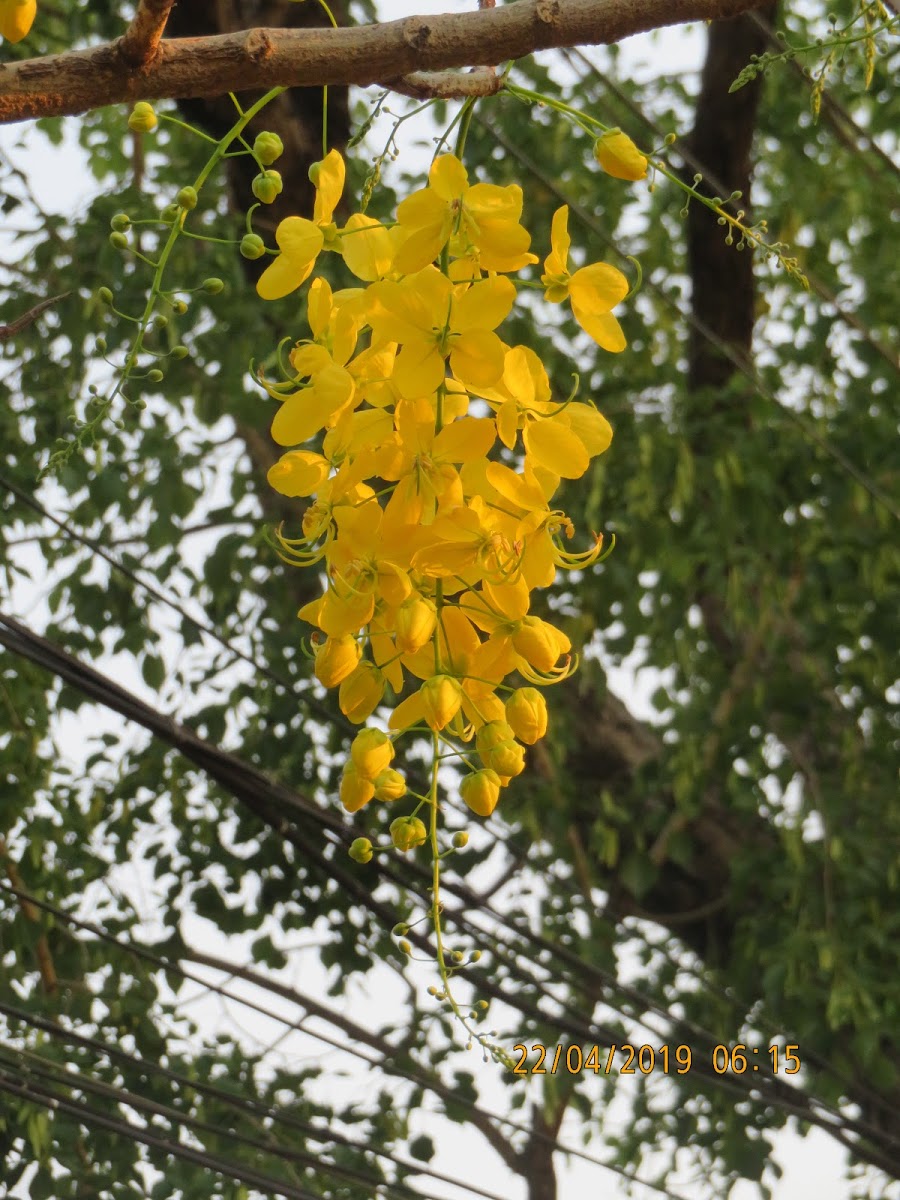 Indian Laburnum/Amaltas