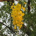 Indian Laburnum/Amaltas