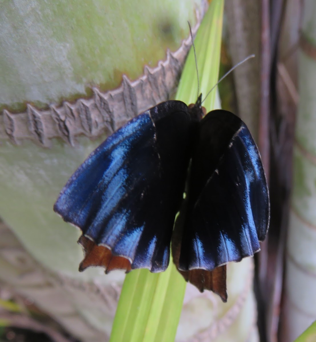 Wavy Common Palmfly