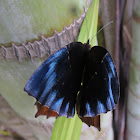 Wavy Common Palmfly