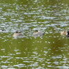 Ring-Necked Duck