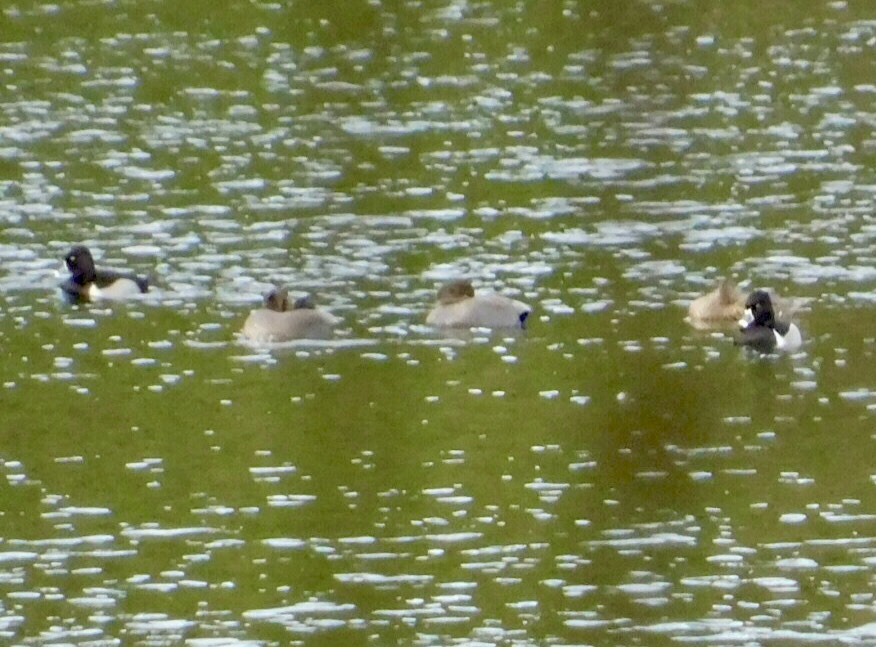 Ring-Necked Duck