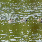 Ring-Necked Duck