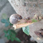 Caracol