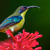 Luzon sunbird