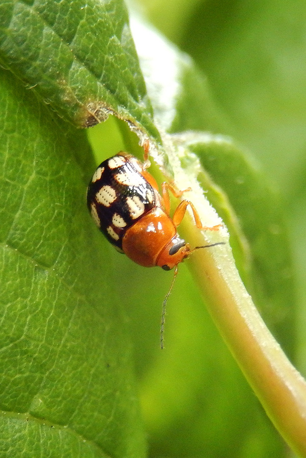 Case-Bearing Leaf Beetle