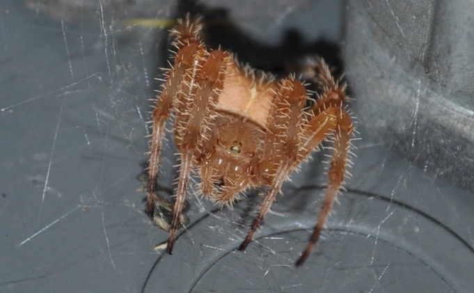 Cat Faced Spider