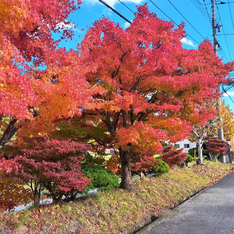 の投稿画像4枚目