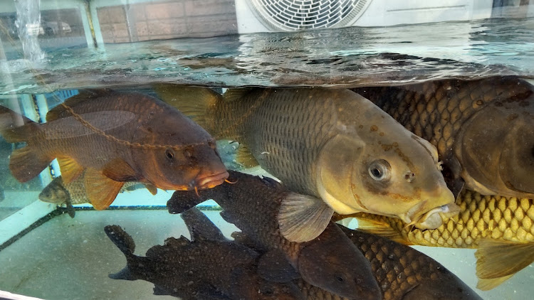 ヤリスのドライブ・食べ物ネタ・富山県民に関するカスタム事例の投稿画像2枚目