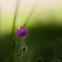 Spring di gabrielecollini