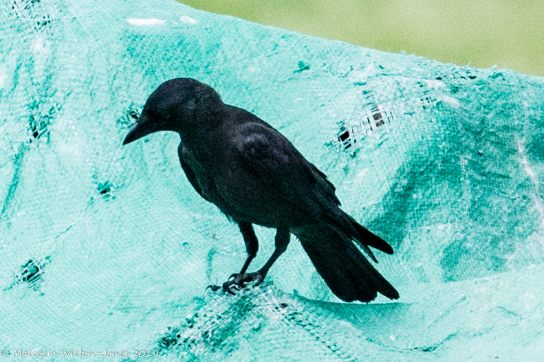 Carrion Crow