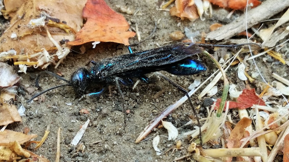 Steel-blue Cricket Hunter