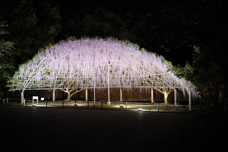スイフトのスイフトRS・あしかがフラワーパーク・藤の花・ライトアップ・佐野らーめんに関するカスタム事例の投稿画像14枚目