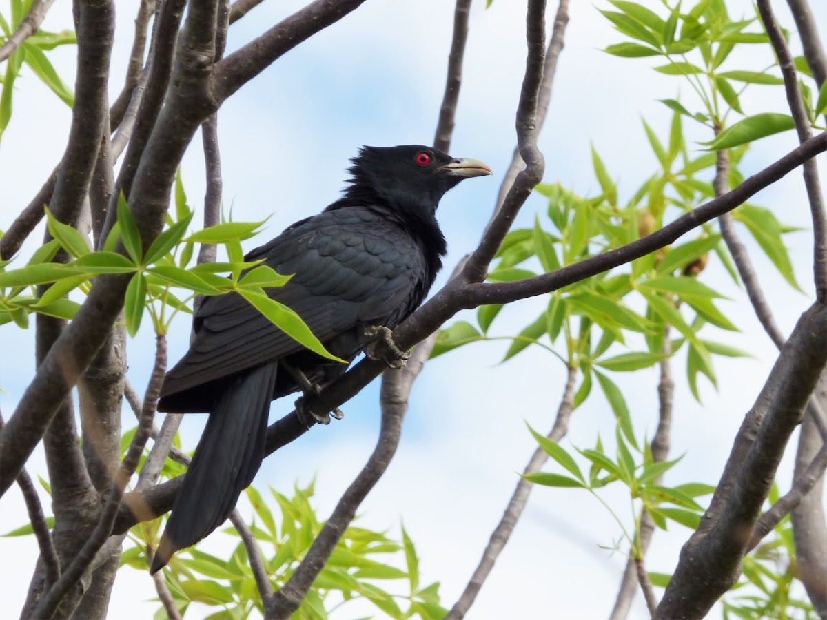 Eastern (Common) Koel (male)