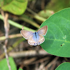 Pea Blue (Female)