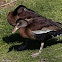 Black-bellied Whistling Duck