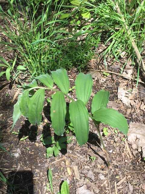 Solomon's Seal