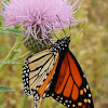 Monarch Butterfly